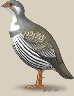 Galliformes