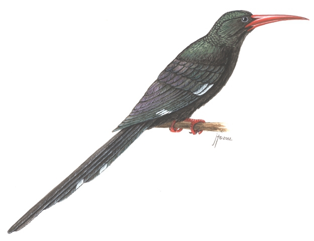 Vertebrata