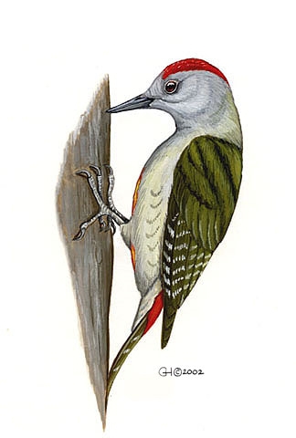 Deuterostomia