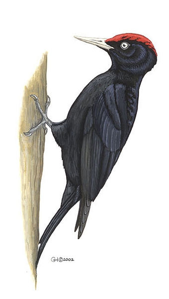 Vertebrata