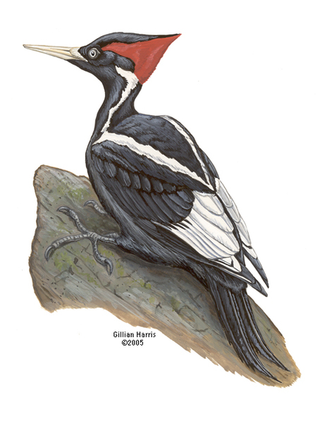ivory_billed_woodpecker