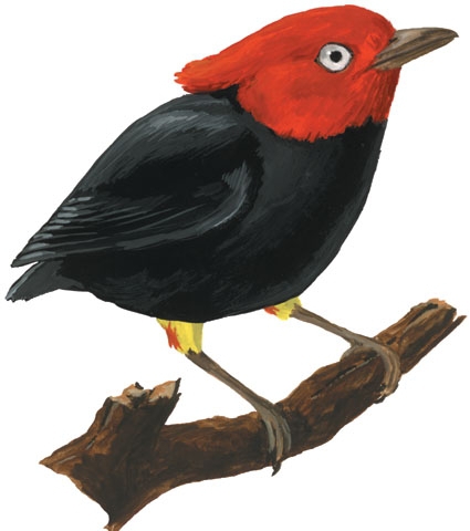 Pipridae