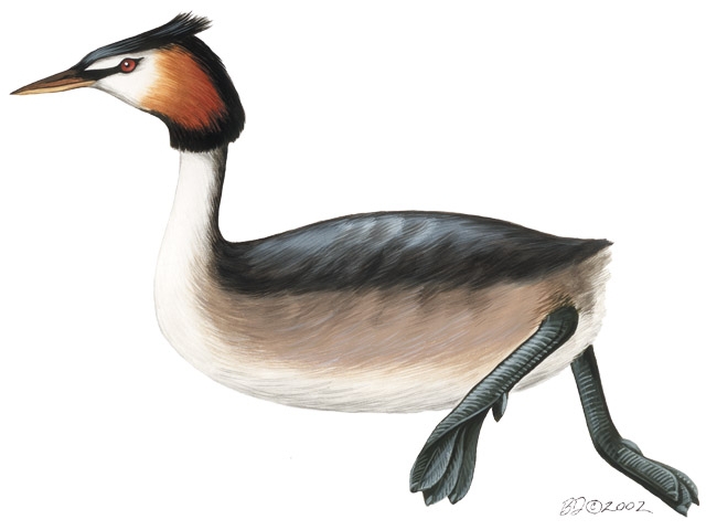 Podiceps_cristatus