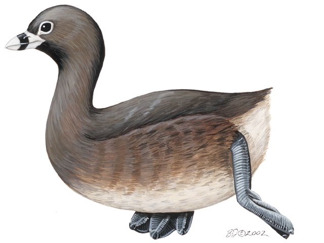 Podilymbus podiceps