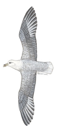 Procellariidae