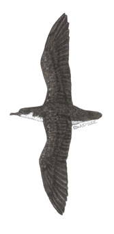 Procellariiformes