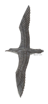 Neognathae