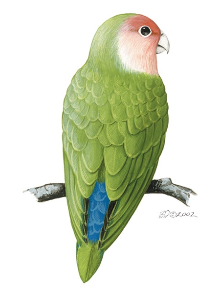 Psittacidae