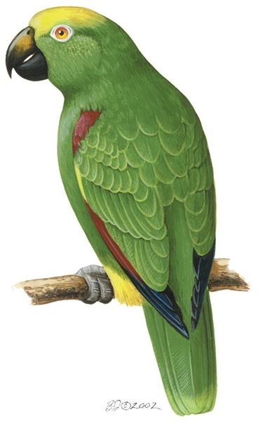 Amazona_ochrocephala