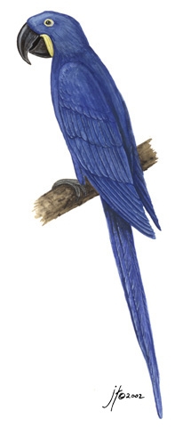 Anodorhynchus