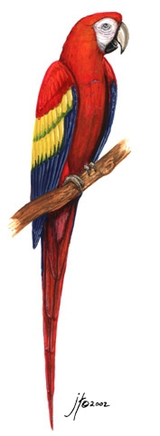 Sarcopterygii