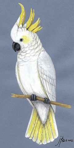 Cacatua