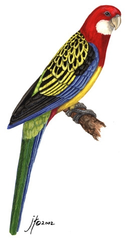 Psittacidae