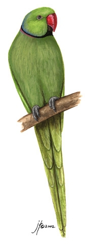 Psittacula krameri