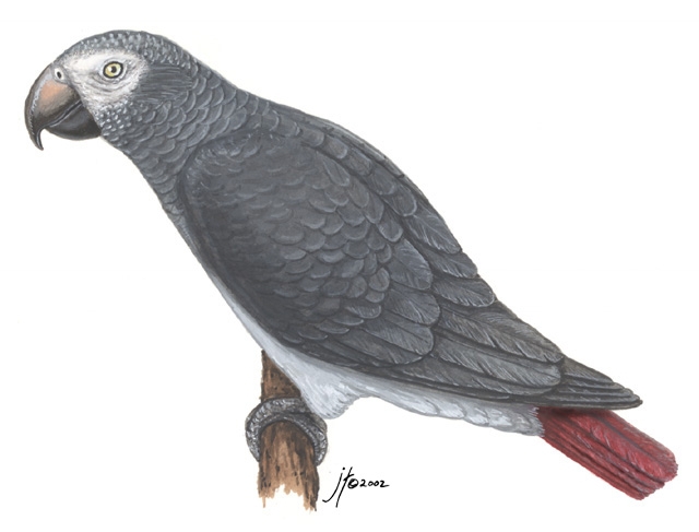 Sarcopterygii