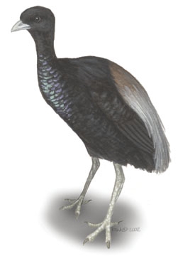 Deuterostomia