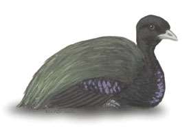 Gruiformes