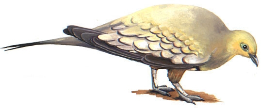 Charadriiformes