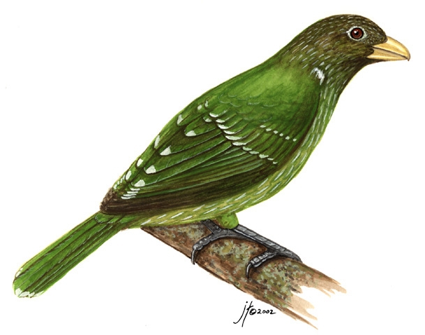 Ailuroedus