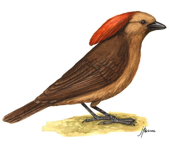 Ptilonorhynchidae