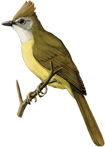 Pycnonotidae