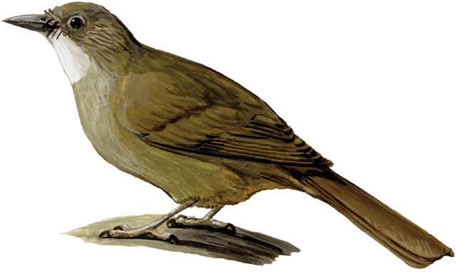 Pycnonotidae