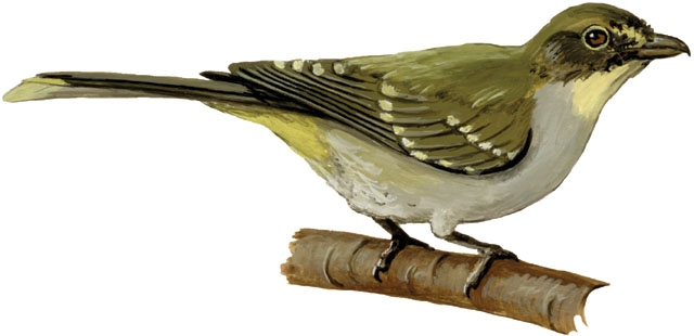 Nicator_vireo