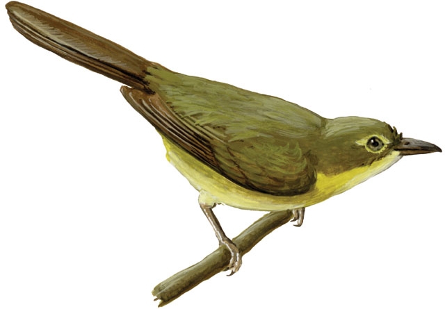 Pycnonotidae