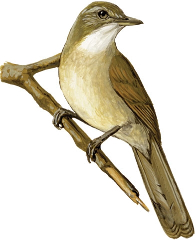 Pycnonotidae