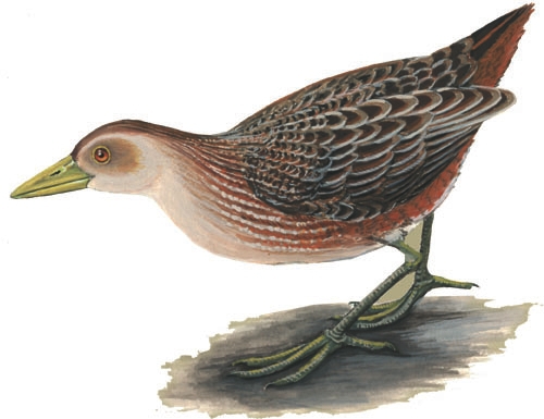 Aenigmatolimnas