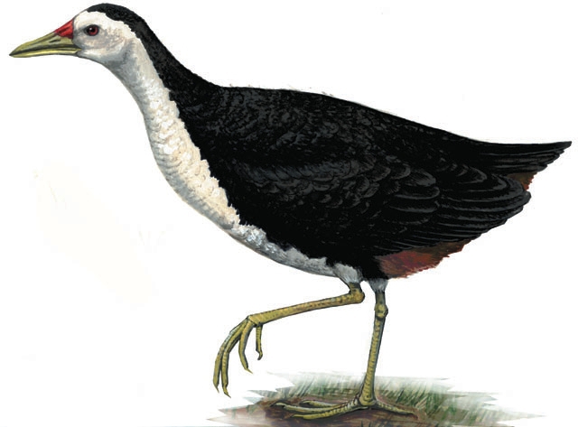 Amaurornis phoenicurus