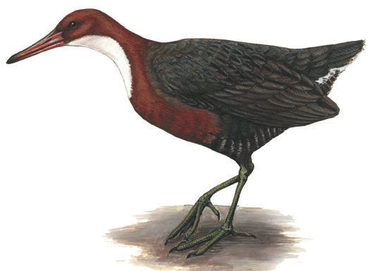 Deuterostomia