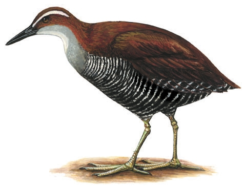 Rallidae