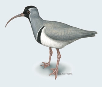 Charadriiformes