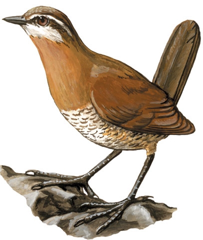 Vertebrata