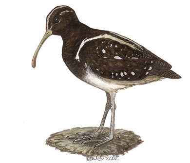 Charadriiformes