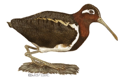 Charadriiformes