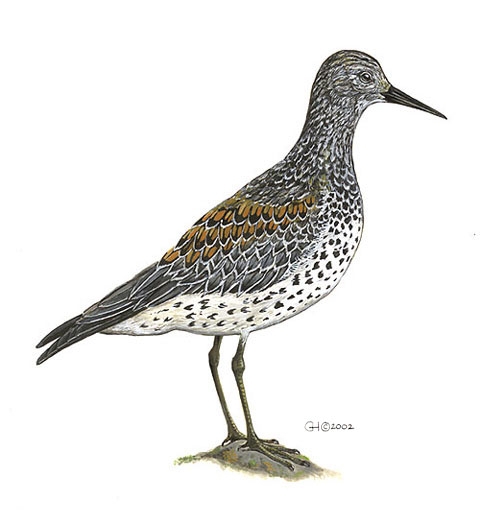 Calidris_tenuirostris