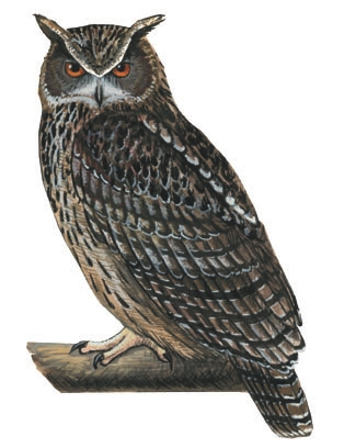 Bubo