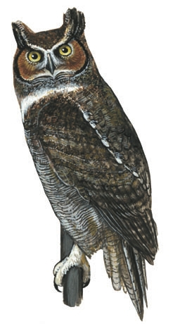 Bubo_virginianus