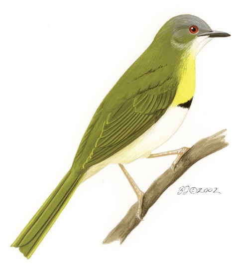 Apalis