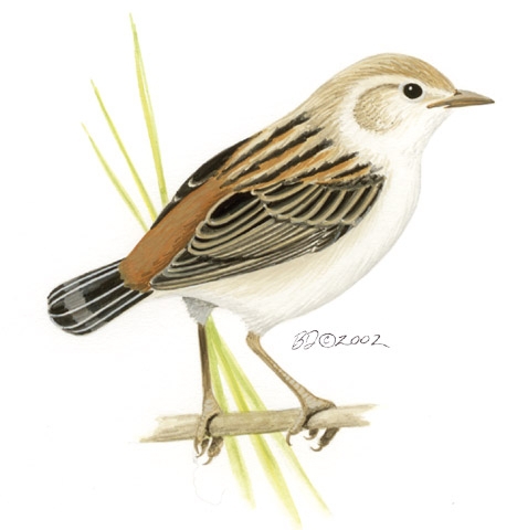 Cisticola_juncidis