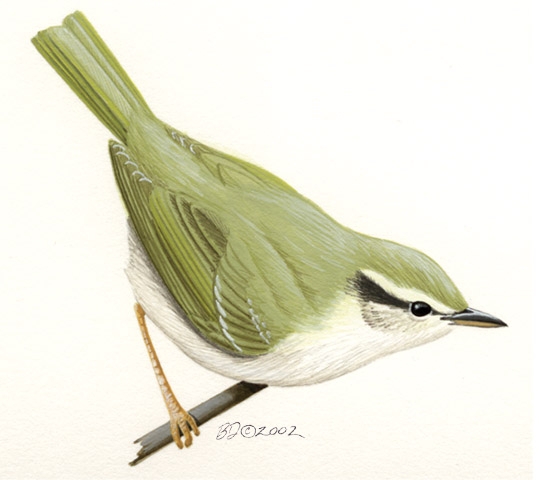 Phylloscopus_borealis