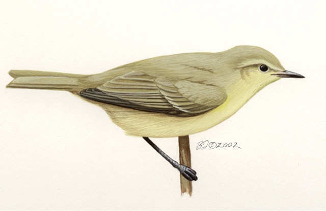 Phylloscopus_collybita