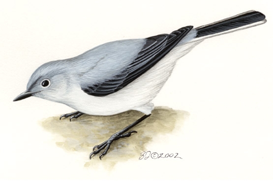 Polioptila