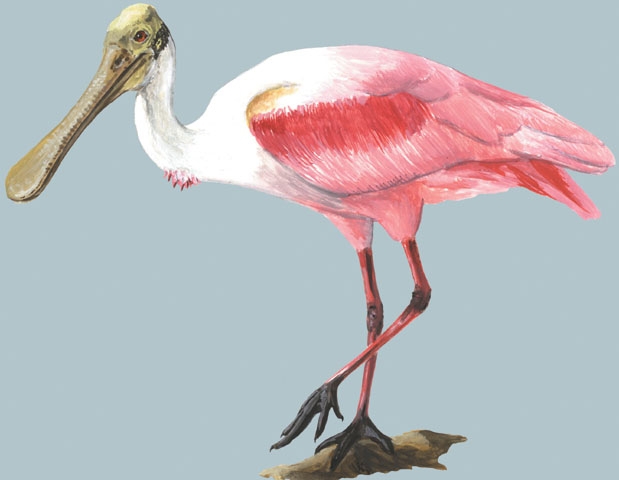 Threskiornithidae