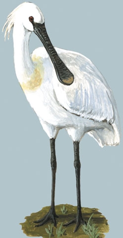 Ciconiiformes