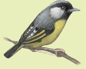 Timaliidae