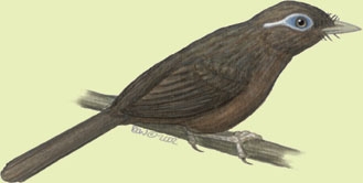 Neognathae