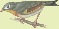 Timaliidae